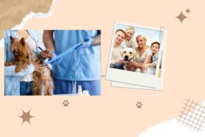 Average Costs of Pet Insurance