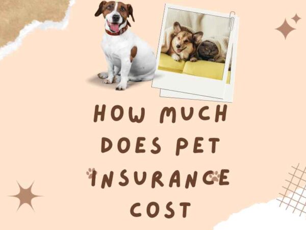 How Much Does Pet Insurance Cost